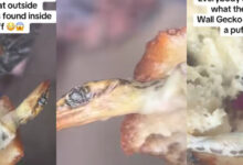 Lady Wall Gecko