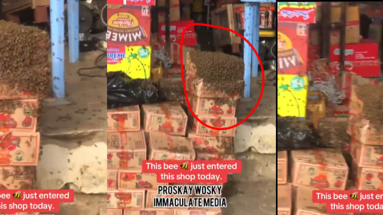Man bee