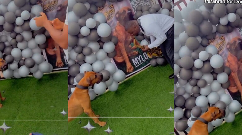 Paranran Dog