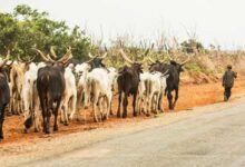 Fulani herders
