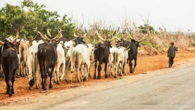 Fulani herders