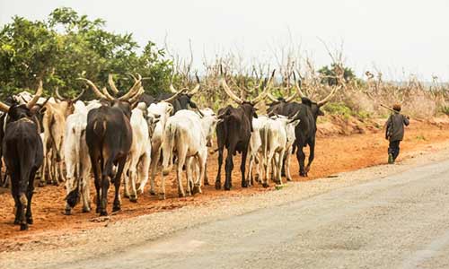 Fulani herders
